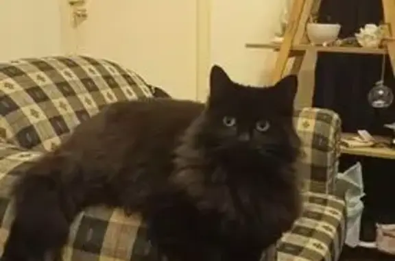 Lost 7yr Old Fluffy Cat - Gawler, Help!