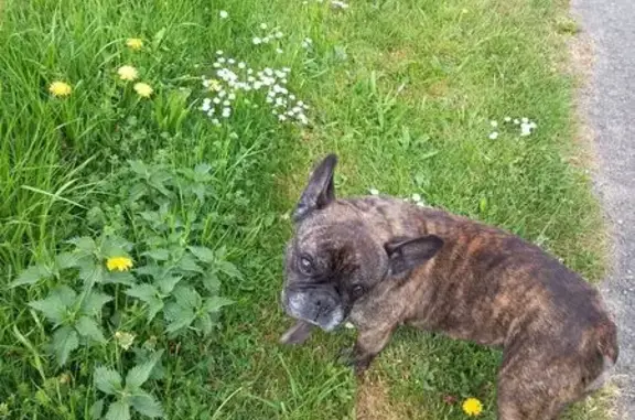 Chien perdu: Bouledogue français Naya - photo