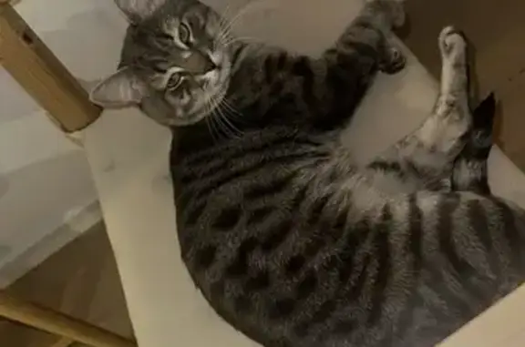Lost Gray & Black Tiger-Striped Cat