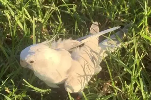 Lost White Cockatiel on Bluff...