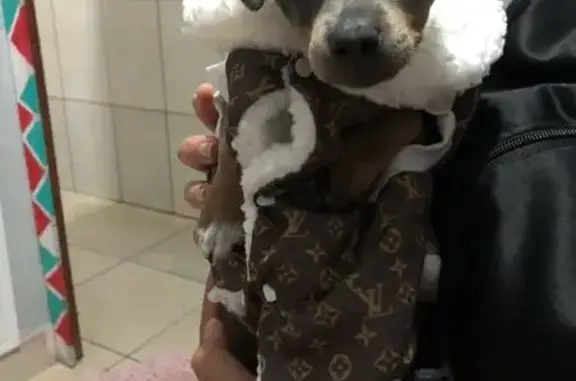cachorro desaparecida