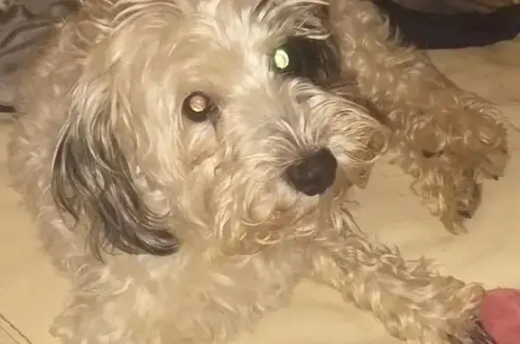 Chien perdu , photo : Bichon frisé 16 ans perdu à Béréziat