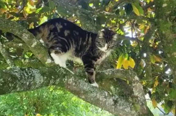 Animaux perdus Vincennes, photo: Chat perdu à Vincennes : tigré, collier vert