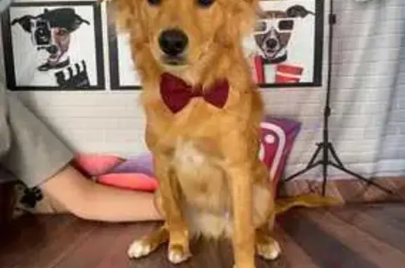 cachorro encontrada
