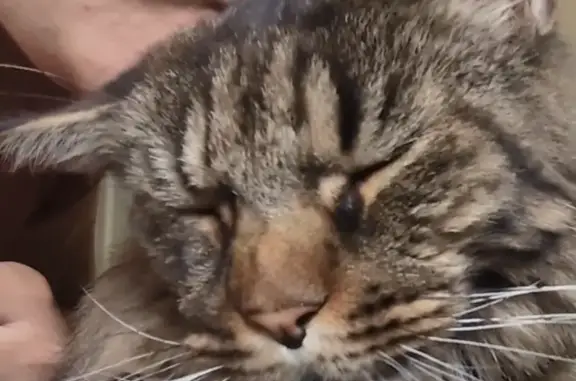 Lost Charcoal Tabby: Friendly & Fluffy