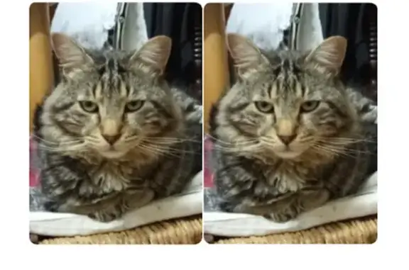 Chispi, Gato Atigrado Gris Perdido en Mocejón