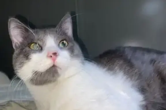 Animaux perdus Clermont-Ferrand, photo: Jeune chat gris et blanc perdu à Clermont
