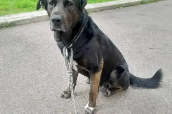 Chien perdu Beauceron, noir et feu, Cannes - photo