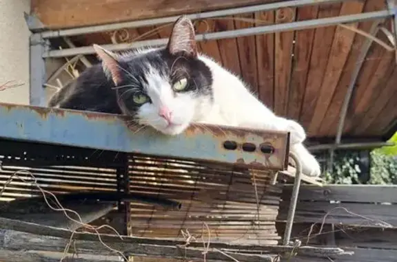 Chat perdu, Idron, photo: Chatte noire et blanche perdue à Idron