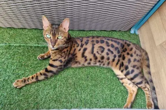 Chat perdu, Dijon, photo: Chat Bengal perdue, Rue Charrue, Dijon