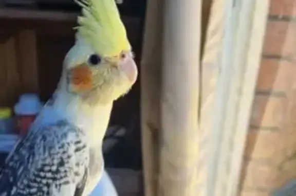 Lost Cockatiel 'Tipu' - Pearl...