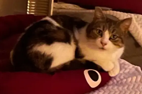 Chatte perdue à Pelousey : Mimine, 10 ans - photo