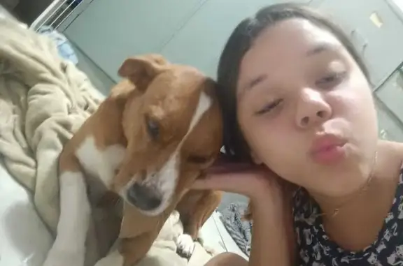 cachorro desaparecida