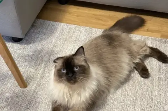 Lost Ragdoll: Floppy Ear, Bright Eyes