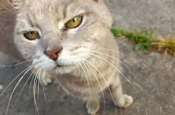 Chat gris trouvé, sociable, Nantes - photo