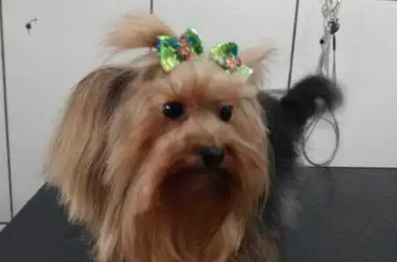 cachorro desaparecida