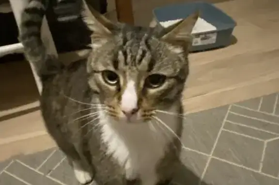 Chat italien trouvé, castré, adorable. - photo