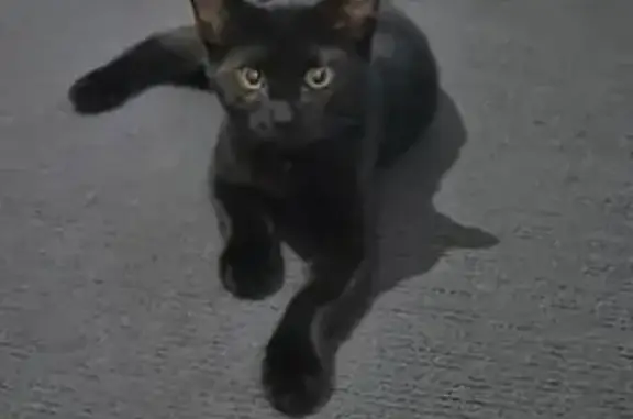 Lost: Slim Black Cat in Royal Park Area