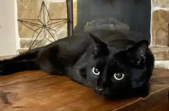 Lost Black Cat 'Ferdinand' - Pinewood Dr