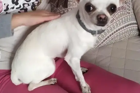 Perro Chihuahua Blanco Perdido en Bullas