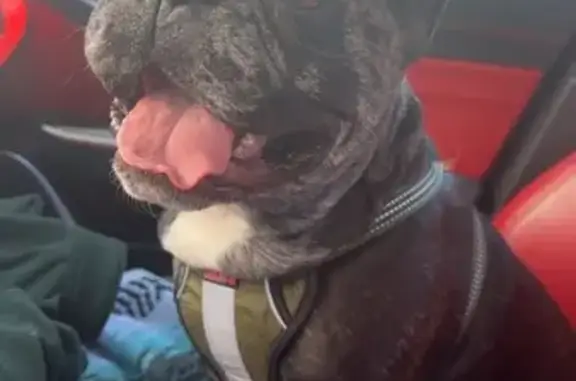 Lost Merle French Bulldog in Knoxville