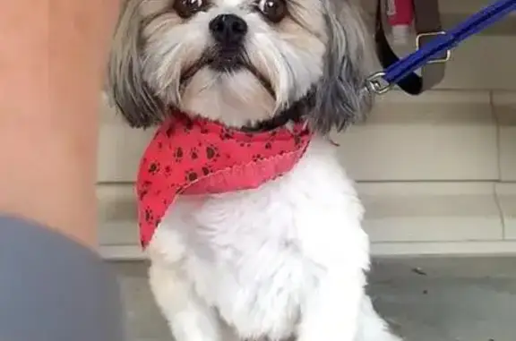 Lost Dog: Timid Bear on Barrett Higgins