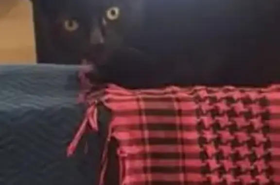 Se Busca: Gato Negro Cariñoso Perdido