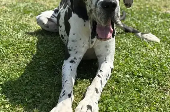 Lost: Gunner the Great Dane in Brookwood