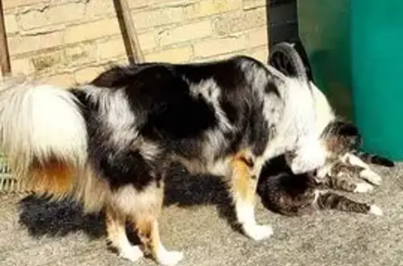 Lost Blue Merle Dog: White Face, Brown Patch
