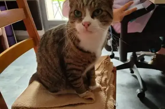 Animaux perdus Amiens, photo: Chat gris tigré perdu, rue Delille, Amiens
