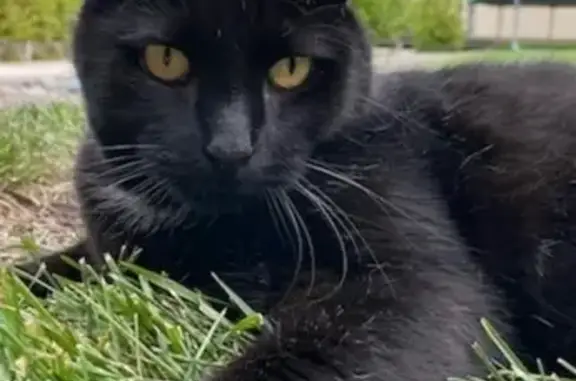 Missing: Jet, Black Cat in Isabella Plains
