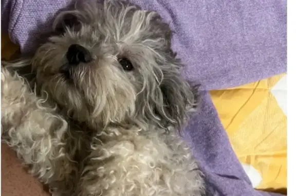 Lost Gray Dog Near Glenvalley Dr, Decatur