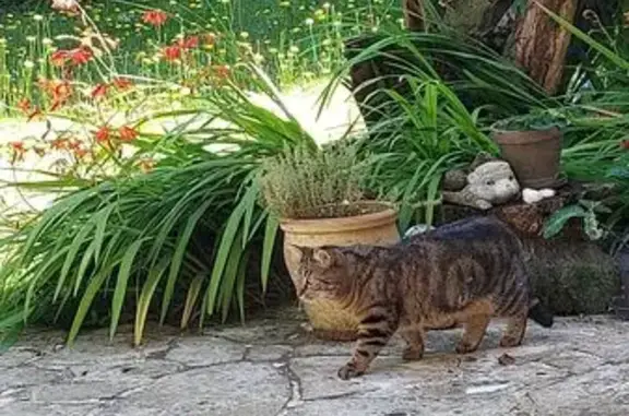 Chat tigré perdu à Bruz : Pearl, rue Debussy - photo