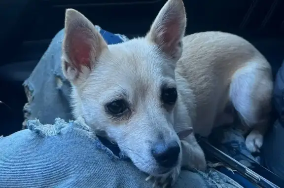 Lost Shy Dog Near Peacenest Dr, Raleigh