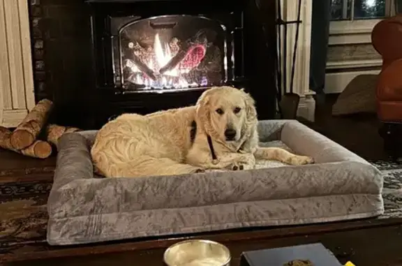 Lost Dog: Green Collar, Dundee Area