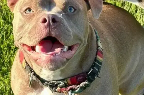 Lost Tan Dog Near Twilight Ave, Kalamazoo