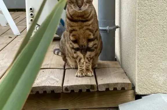 Chat Bengal perdu, peureux à Boutigny - photo