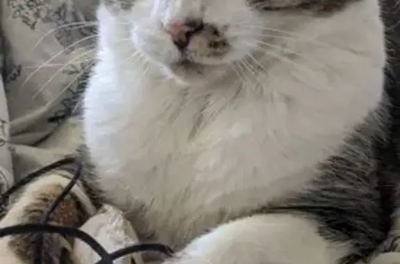 Lost Diabetic Tabby on East 6th St