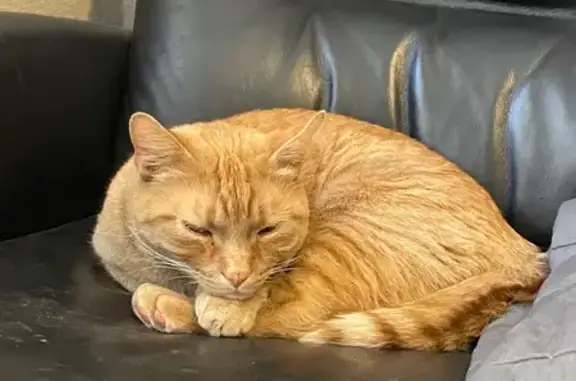 Lost Cat: Freckled Nose, Scratched Eye