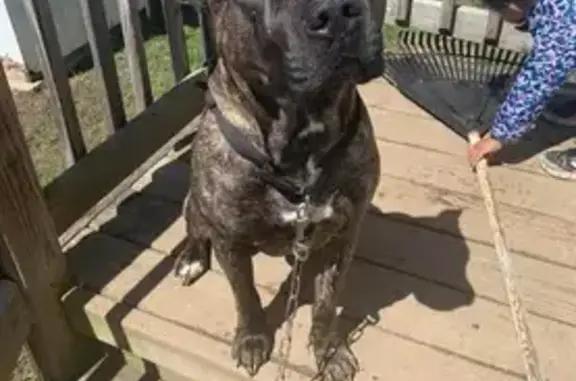 Friendly Lost Dog on Jefferson Ave