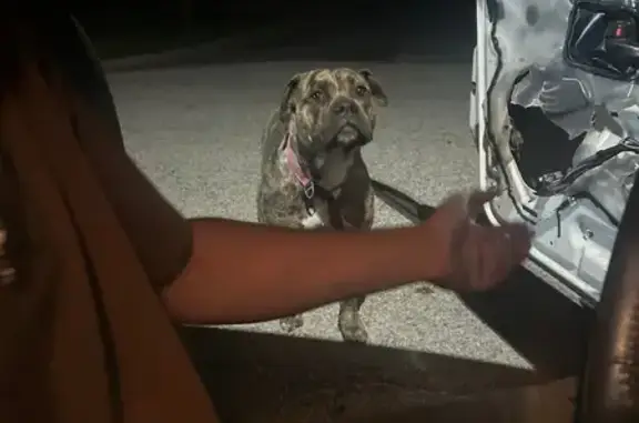 Found Dog with Pink Leash on West Magnolia