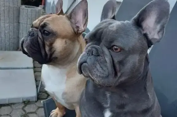 Lost Frenchies: Bruno & Nico in Edmond