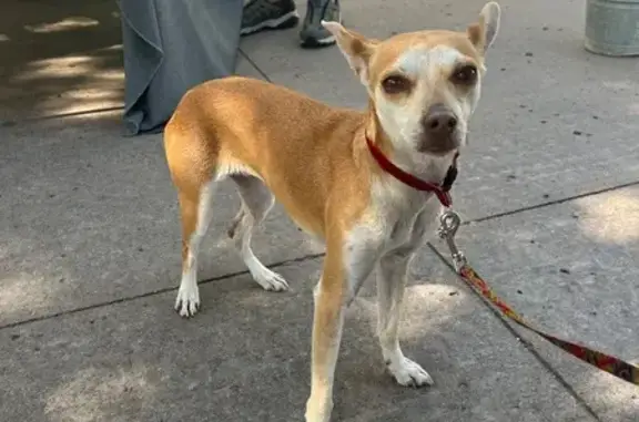Found: Reddish Blonde Chihuahua Mix - Tulsa