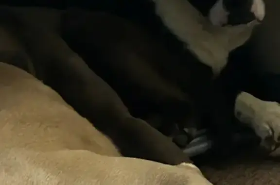 Help Reunite Tiny & Momo - Reward Offered