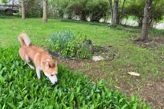 Found: Reddish Husky on Secord Lake Rd