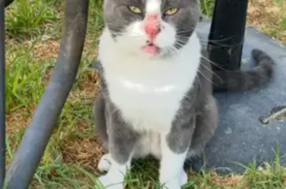 Found: Grey & White Male Cat on Anzac Hwy