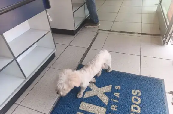 Perro Maltés Encontrado en Can...