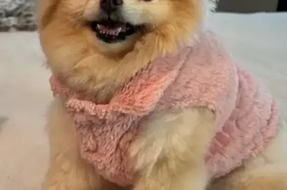 Lost Cream Pomeranian on Deep Wood Dr.