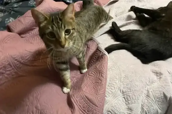 Lost Tabby Cat: White Paws, Buffalo Twp
