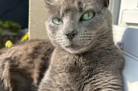 Animaux perdus Flers, photo: Chatte grise perdue à Flers, Rue d'Athis